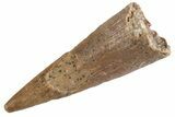 Fossil Pterosaur (Siroccopteryx) Tooth - Morocco #360010-1